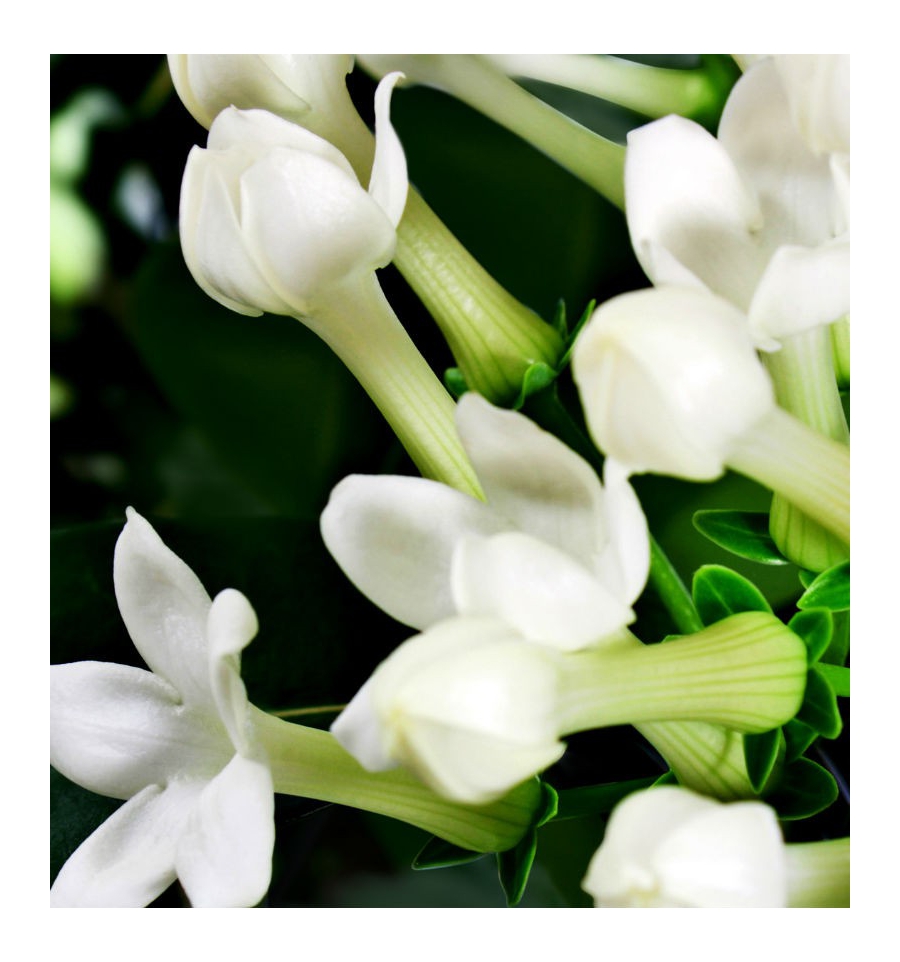 YODEYMA Iris EDP 
