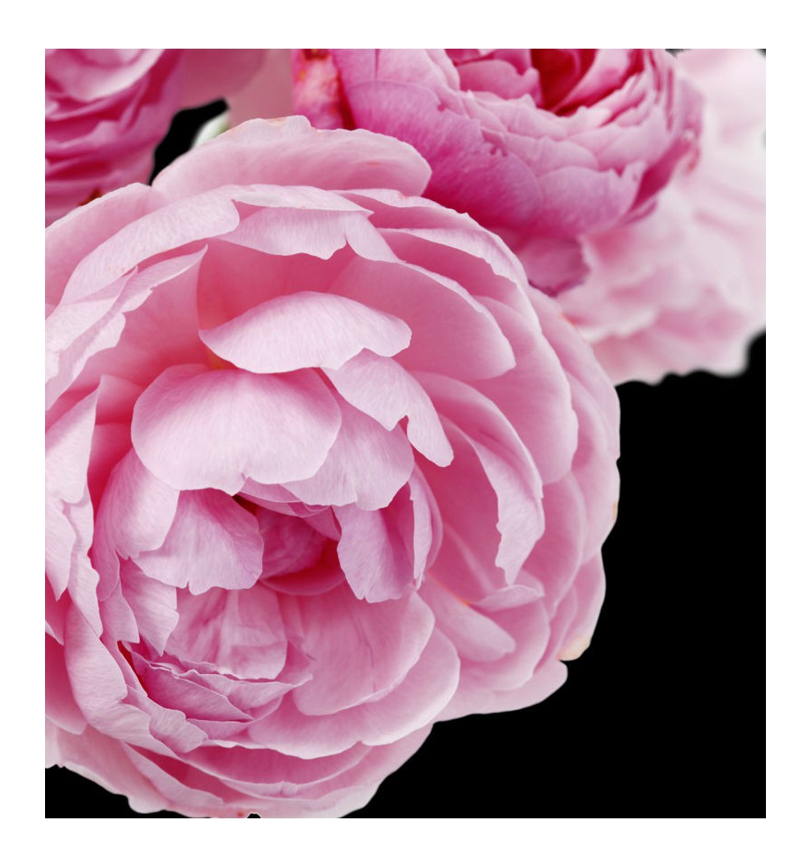YODEYMA Serenity EDP