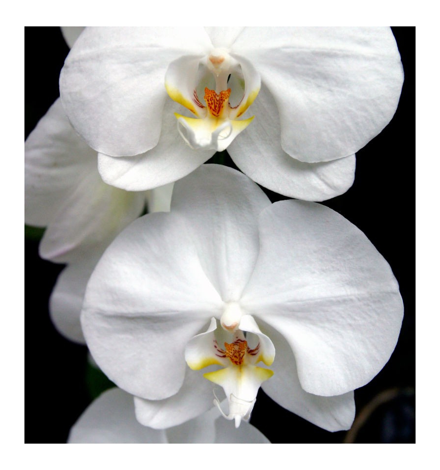 Yodeyma Harpina EDP