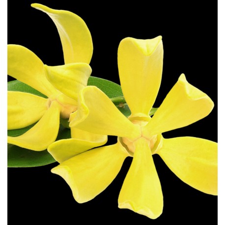 YODEYMA Rinascere EDP