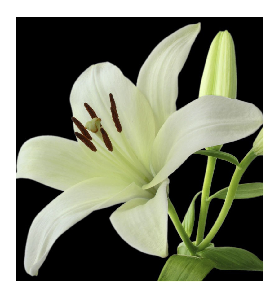 YODEYMA Serenity EDP