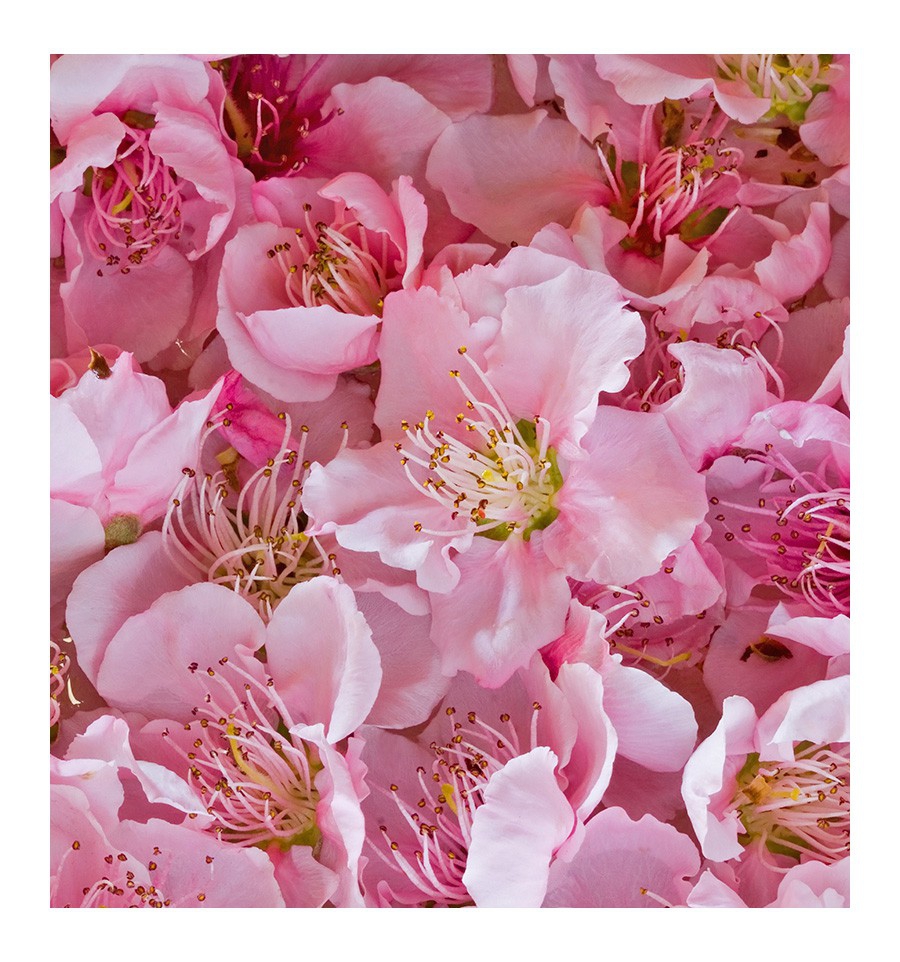YODEYMA Sexy rose EDP