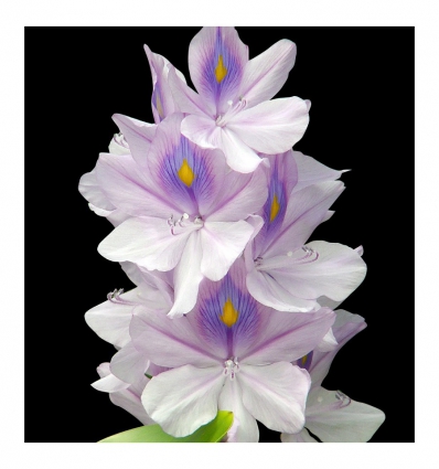 YODEYMA Temis EDP